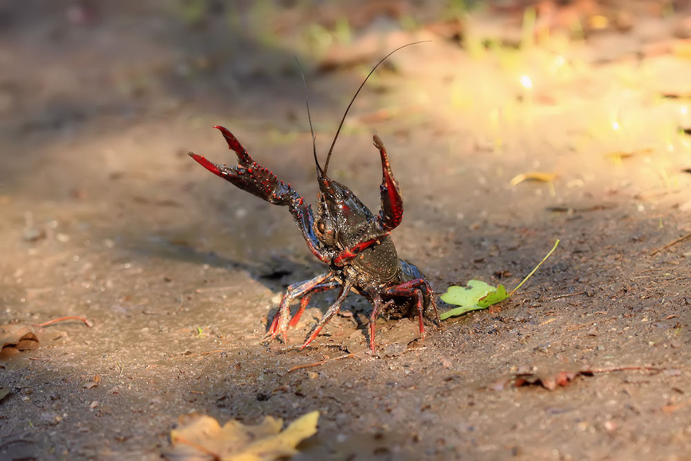 Procambarus clarkii